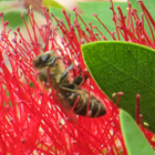 Produkt Bienengift