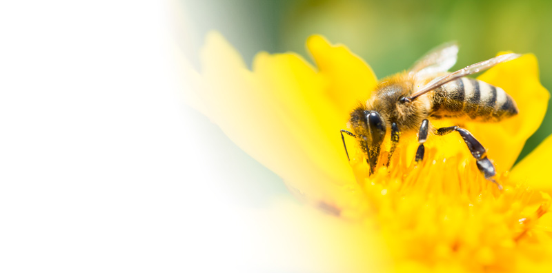 Produkt Bienengift