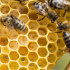 Produkt Bienenwachs