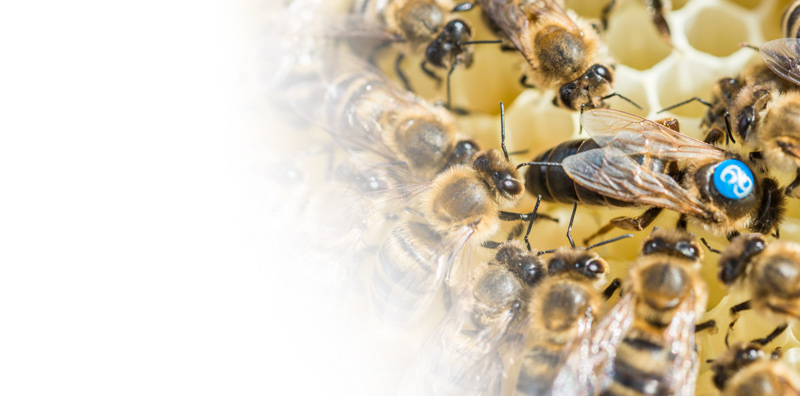 Produkt Bienenwachs